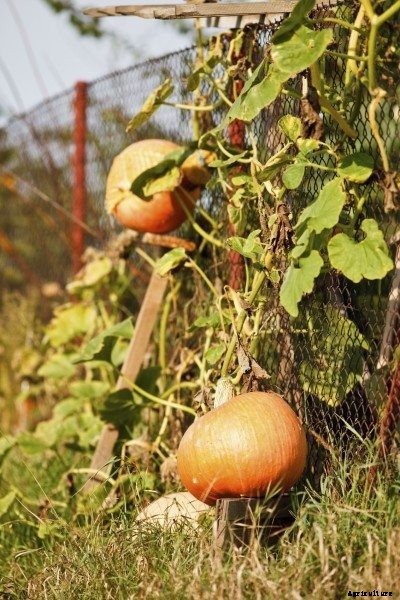 Planting A Pumpkin On A Trellis: Tips On How To Make A Pumpkin Trellis