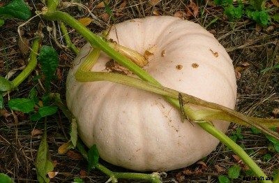 Peanut Pumpkin Info And Care And Learn If Peanut Pumpkin Is Edible