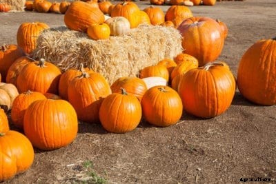 Choosing Halloween Pumpkins: Tips On Picking The Perfect Pumpkin