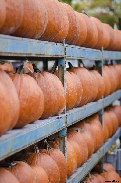 Post Harvest Pumpkin Storage: Learn How How To Store Pumpkins