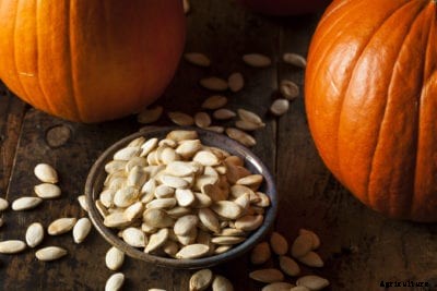 Saving Pumpkin Seeds: How To Store Pumpkin Seed For Planting