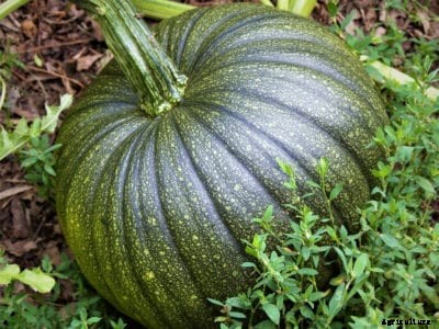 Getting Green Pumpkins To Turn Orange After The Pumpkin Vine Dies