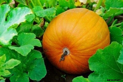 How To Tell When Pumpkins Are Ripe