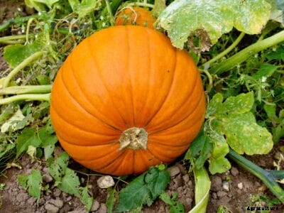 Pumpkin Growing Tips For Halloween Pumpkins