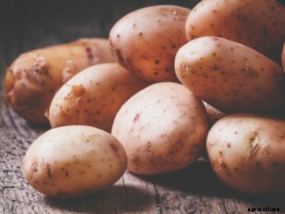 Unusual Potato Uses – Quirky Tips For Using Potatoes From The Garden