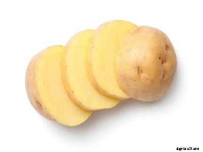 Golden Potato Plant Types: Tips For Growing Yellow Potatoes