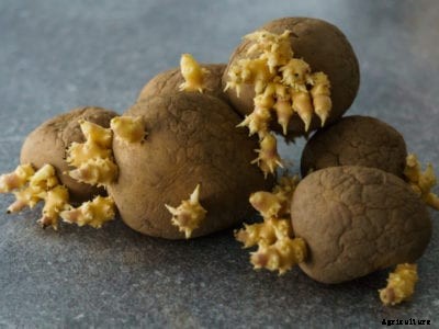 Can You Grow Store Bought Potatoes – Will Store Bought Potatoes Grow