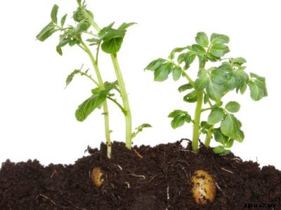 Potato Compost Hilling: Will Potatoes Grow In Compost