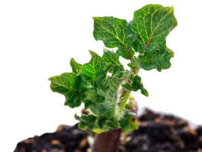 Indoor Potato Plant Care: Can You Grow Potatoes As Houseplants