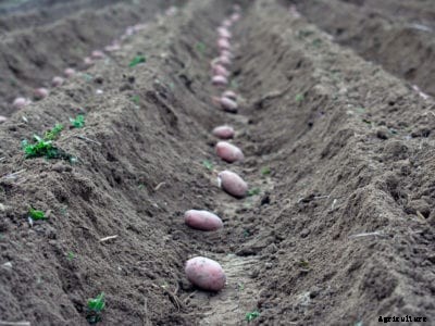 Potato Trenches And Hills – Trench And Hill Potato Planting
