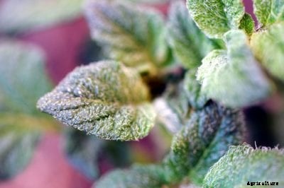 What Is A Hairy Potato: Learn About Hairy Potato Pest Resistance