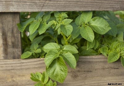 Planting Potatoes In Pallets: How To Grow Potatoes With Pallets