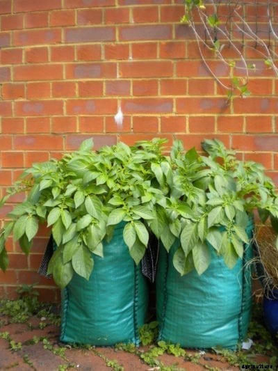 Raised Potato Plants – Methods For Growing Potatoes Above Ground