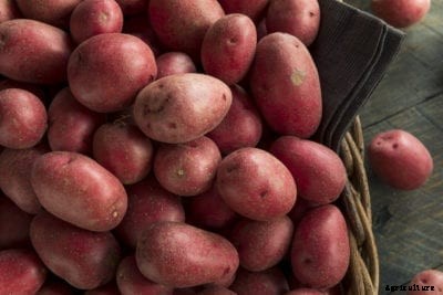 Red Potato Varieties – Growing Potatoes With Red Skin And Flesh