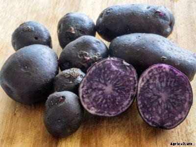 Growing Purple Potatoes: Blue And Purple Potato Varieties