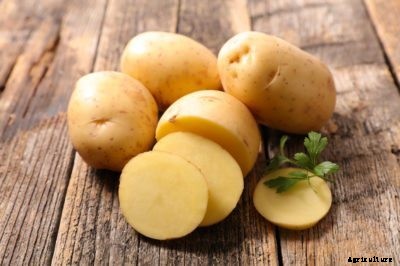 What Is Cold Sweetening – How To Prevent Cold Sweetening Of Potatoes