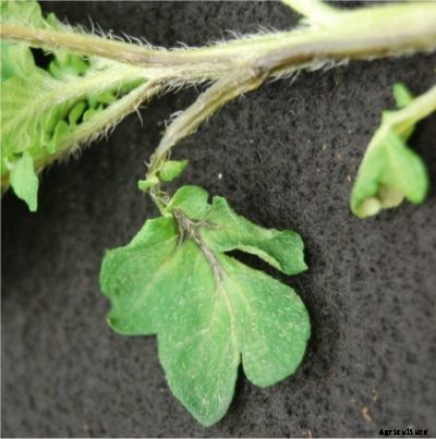 What Is Potato Dickeya – Recognizing Blackleg Potato Symptoms