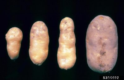 Spindle Tuber Of Potato Crops: Treating Potatoes With Spindle Tuber Viroid