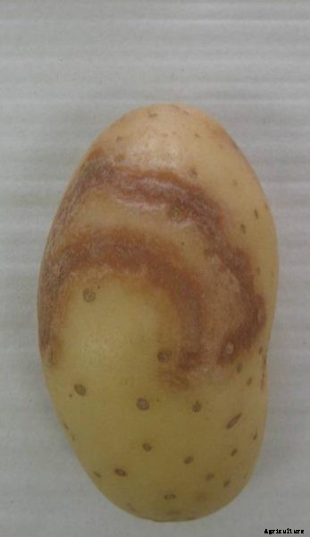 What Is Potato Ringspot: Recognizing Corky Ringspot In Potatoes