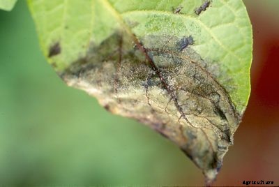 What Is Potato Late Blight – How To Manage Potatoes With Late Blight