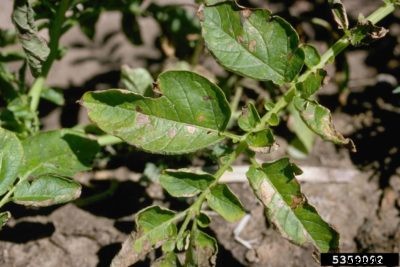 Potato Early Blight Treatment – Managing Potatoes With Early Blight