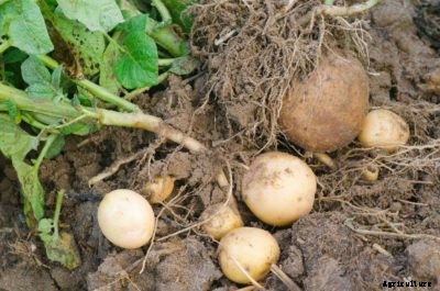 What Are The Differences Between Determinate And Indeterminate Potatoes