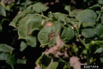 Potato Fusarium Wilt Info – Reasons For Wilting Of Potato Plants