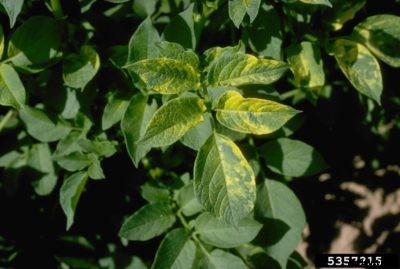Potatoes With Mosaic Virus: How To Manage Mosaic Virus Of Potatoes