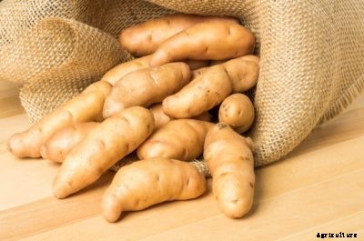 What Are Fingerling Potatoes: Tips For Growing Fingerling Potatoes