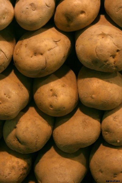 What Is An Irish Potato – Learn About The History Of Irish Potatoes