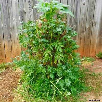 Potato Tower Instructions – Tips On Building A Potato Tower