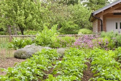 Potato Plant Companions: What Are The Best Companion Plants For Potatoes