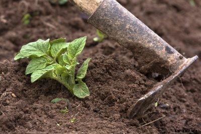 Covering Potato Plants: How To Hill Up Potato Plants
