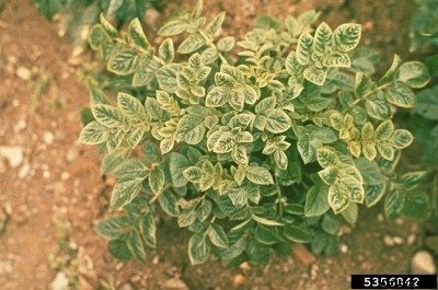 Potato Plant Diseases – Is There A Treatment For Potato Leafroll Virus