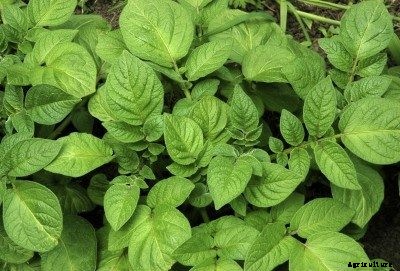 How To Trim Potato Plants – Should I Cut Back Potato Plants