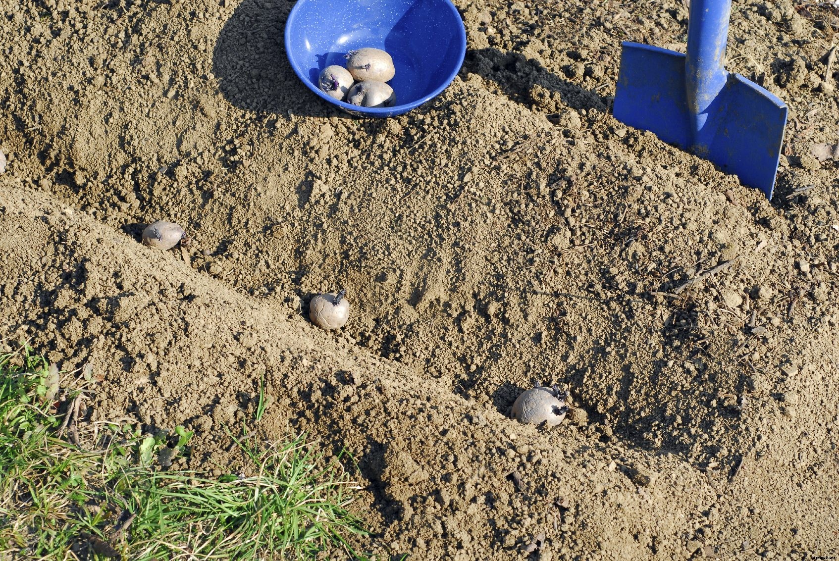 Potato Bed Preparation: Prepping Beds For Potatoes