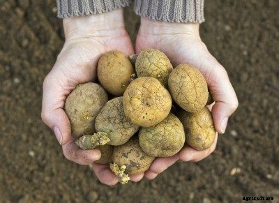 Tips On Saving Seed Potatoes For Planting Next Year
