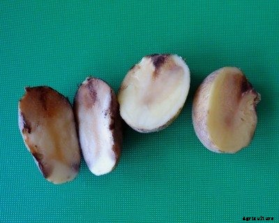 Potato Soft Rot: Tips For Managing Bacterial Soft Rot Of Potatoes