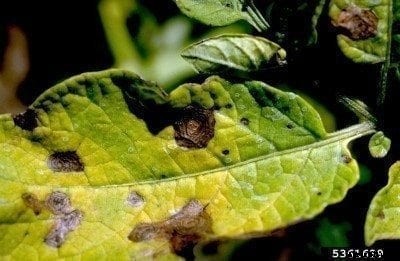 Blight Control In Potatoes: How To Treat Early And Late Potato Blight