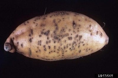 Swollen Potato Lenticels – What Causes Potato Lenticels To Swell