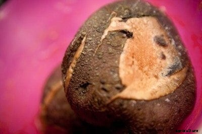 Dry Rot Of Potatoes: What Causes Dry Rot In Potatoes
