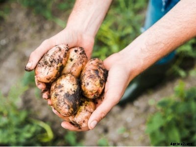 Types Of Potatoes – What Are Late, Mid And Early Season Potatoes?