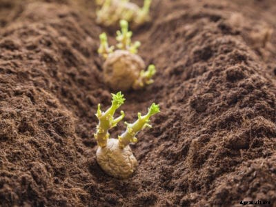 Planting Potatoes: Learn How Deep To Plant Potatoes