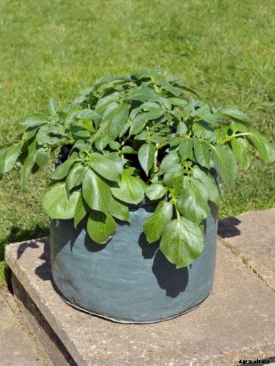 Grow Bags For Potatoes: Tips For Growing Potatoes In Bags