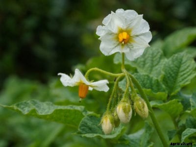 Potato Plant Flowering: My Potato Blossoms Turned Into Tomatoes