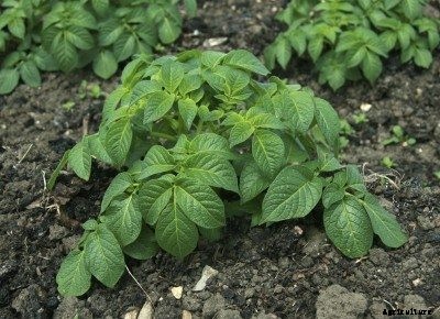 Potato Plants Not Producing: Answers To Why No Potatoes On Plants