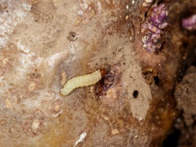 Potato Tuberworm Damage – Tips For Controlling Potato Tuberworms