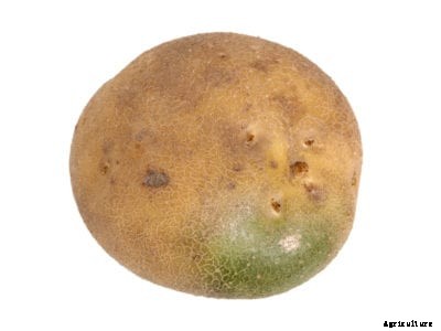 Causes For Bitter Potato Skins: Learn About Green Skin On A Potato