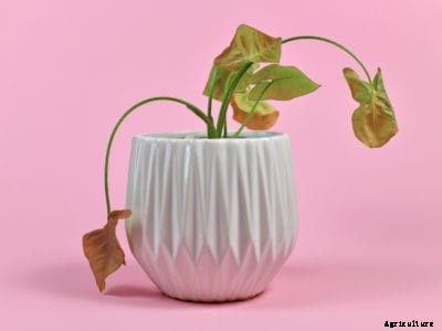 What Is Potato Wilt: How To Control Wilted Potato Plants In The Garden