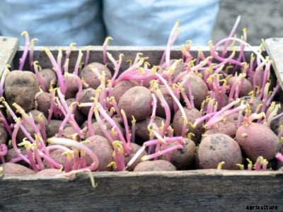 Tips On How To Grow Seed Potatoes In The Garden